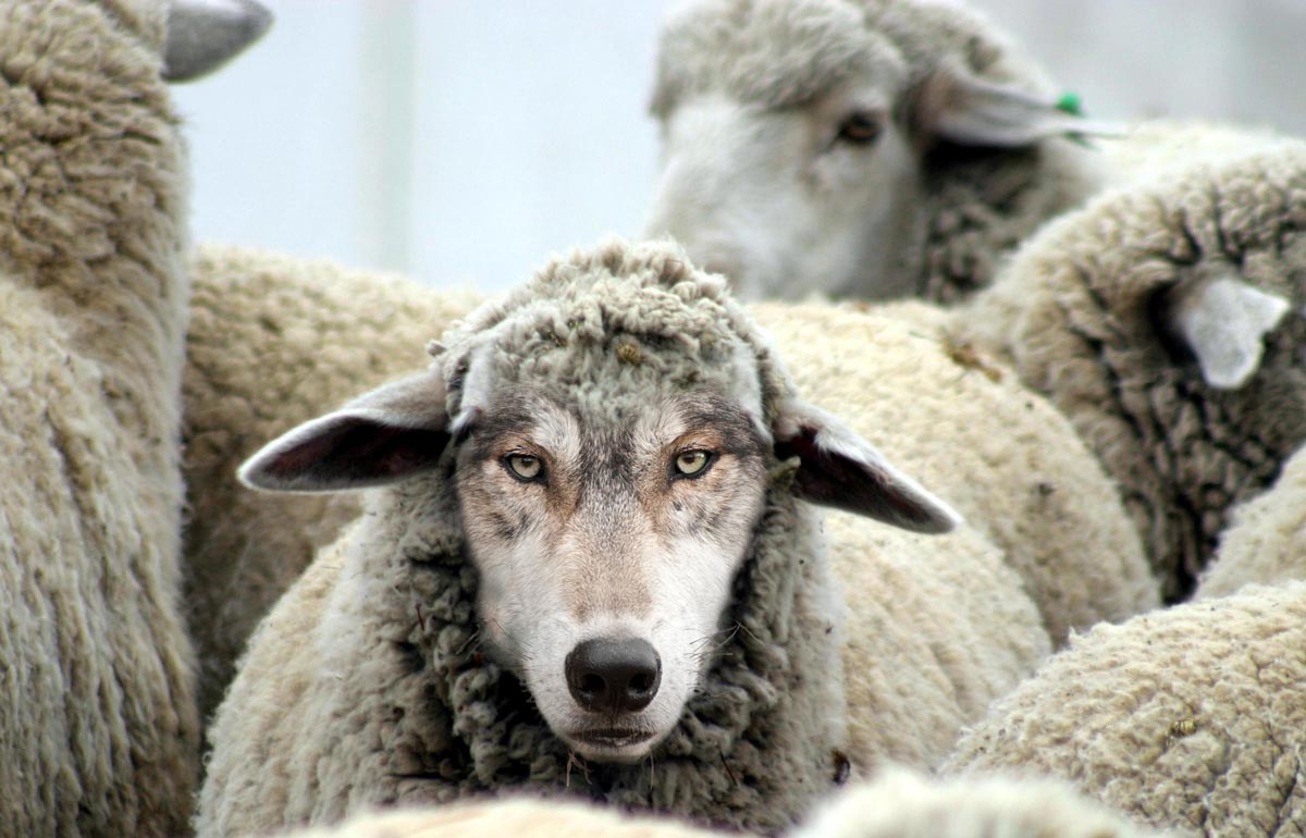 Wolf-in-Sheeps-Clothing